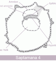 A 4-a saptamana de sarcina - A 4-a saptamana de sarcina A 4-a saptamana de sarcina
